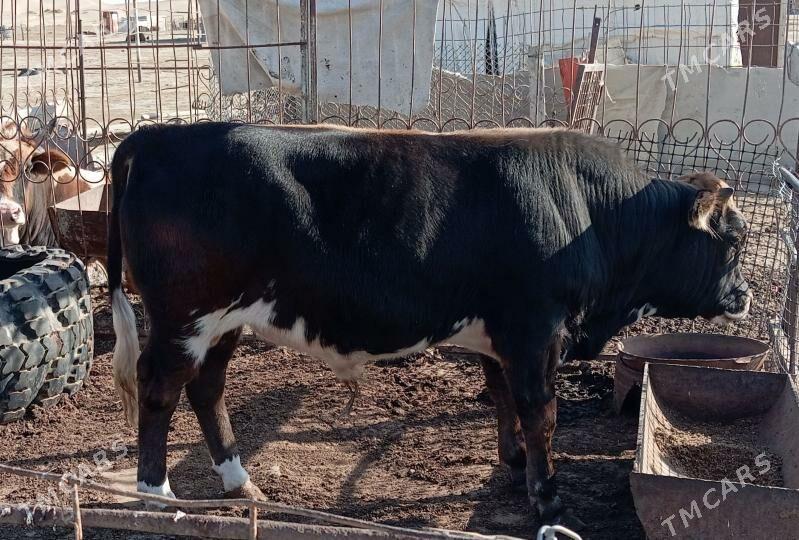 Ökûz - Эсенгулы - img 4