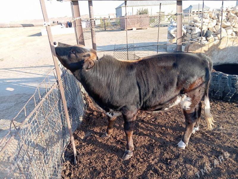 Ökûz - Эсенгулы - img 3