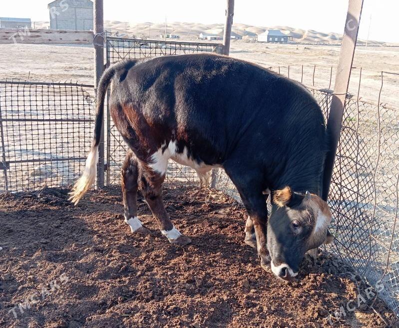 Ökûz - Эсенгулы - img 2