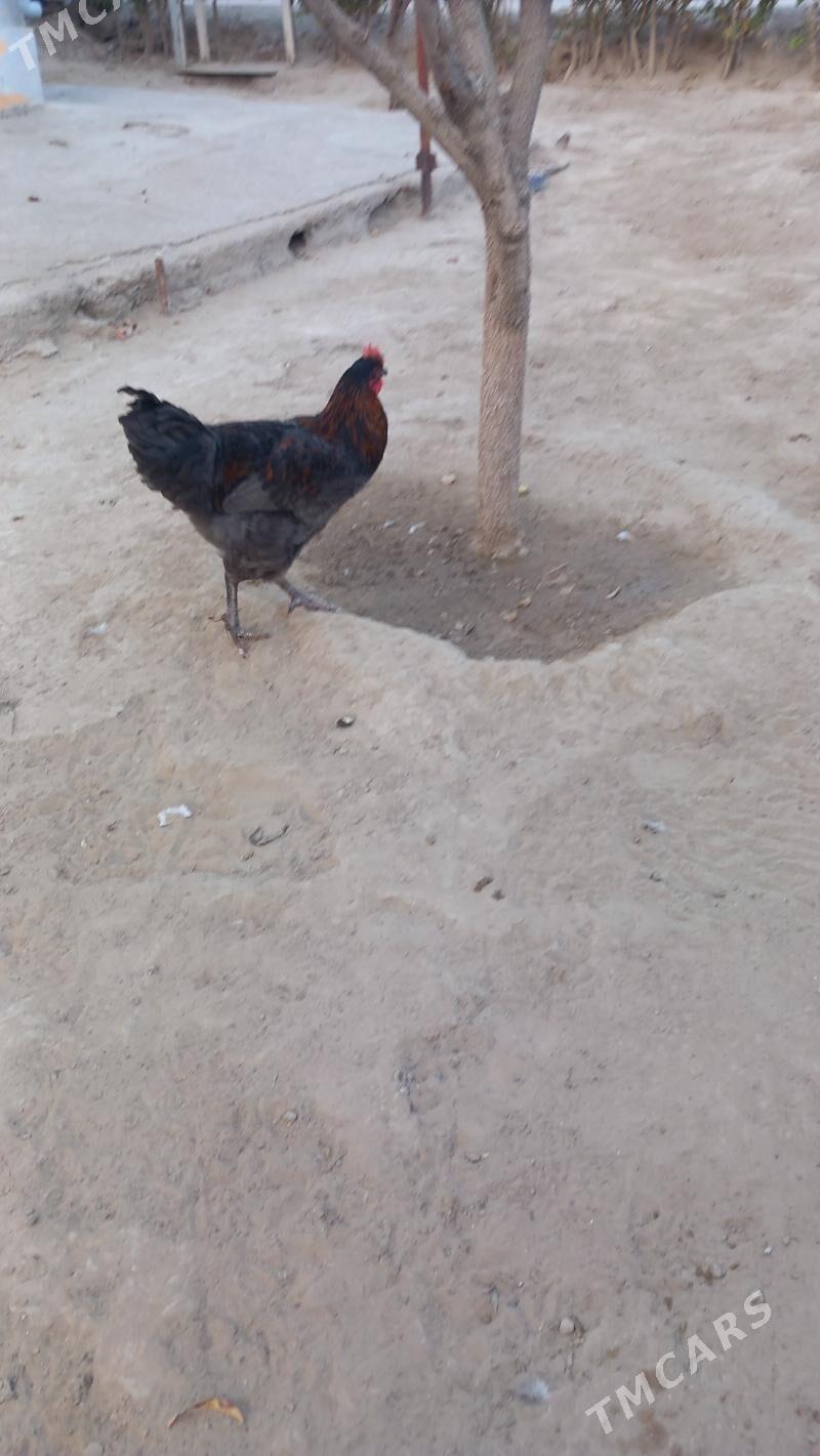 jersey gigant horaz - Hitrowka - img 2