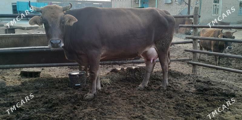 goleli sygyr - Bäherden - img 1