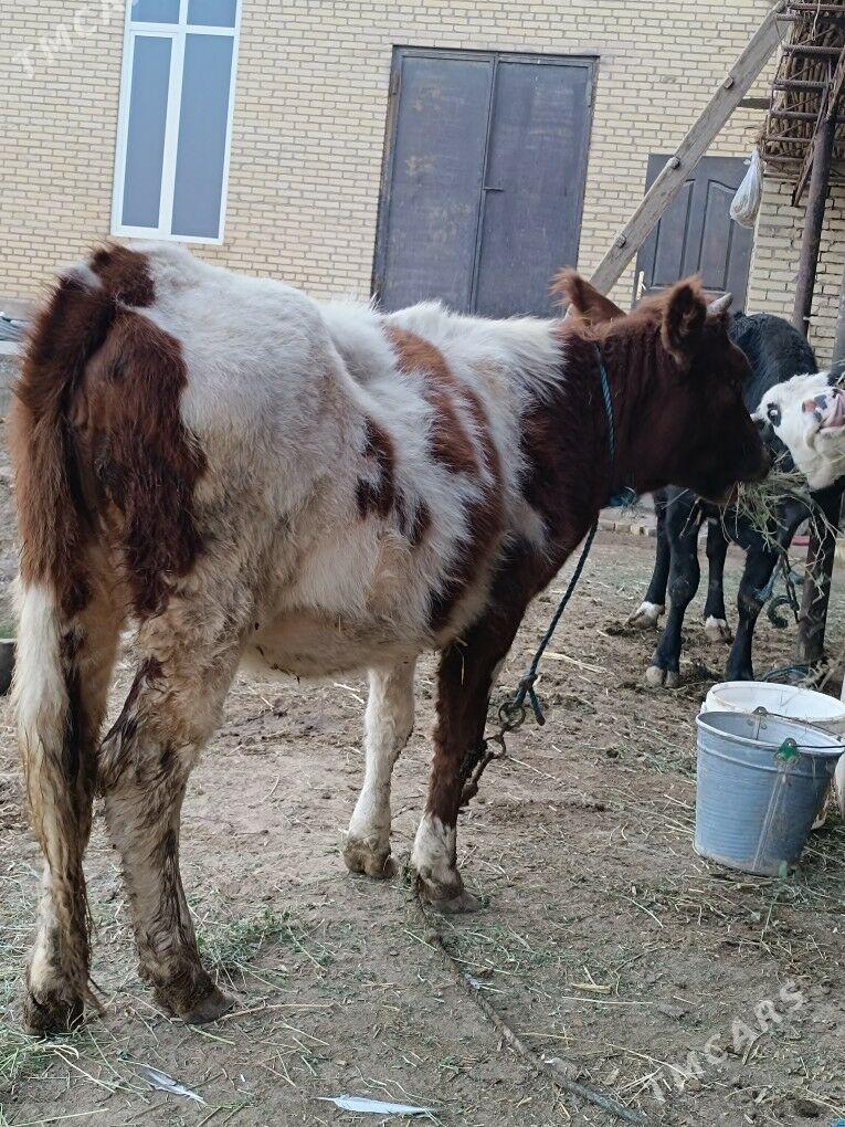 parodny unajyn - Çärjew - img 4