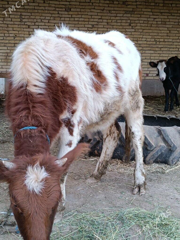 parodny unajyn - Çärjew - img 3