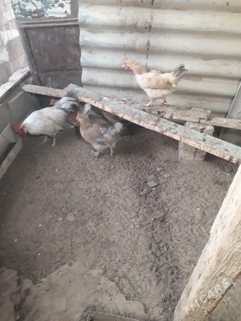 Towuklar - Gumdag - img 2