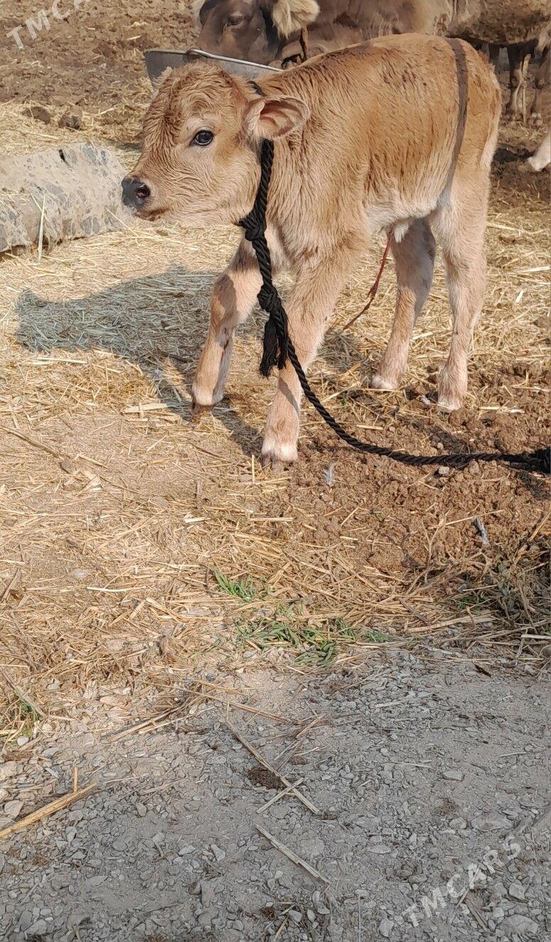 goleli sygyr - Bäherden - img 3