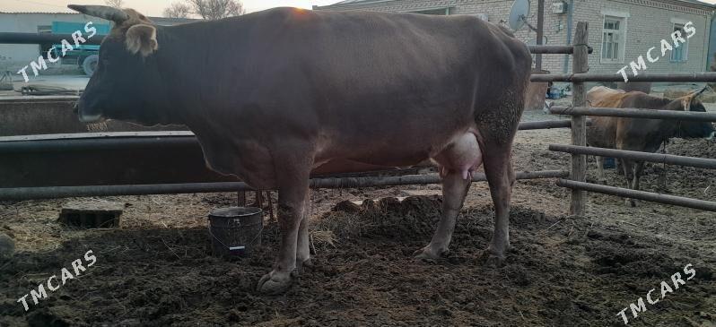 goleli sygyr - Bäherden - img 2