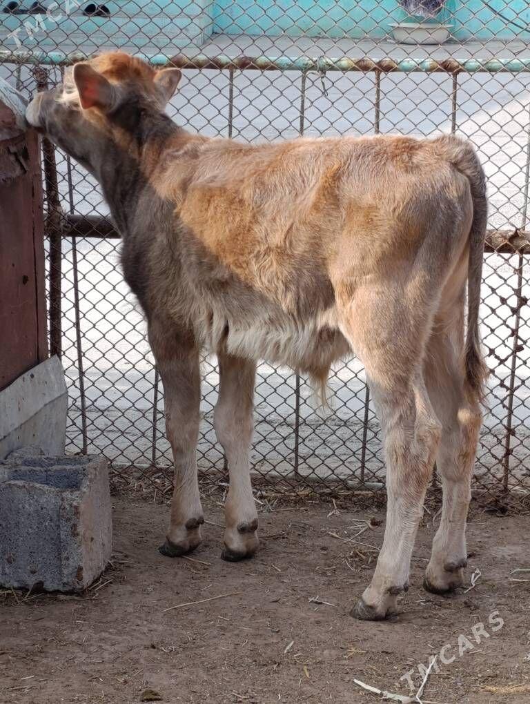 okuzce - Гёкдепе - img 3