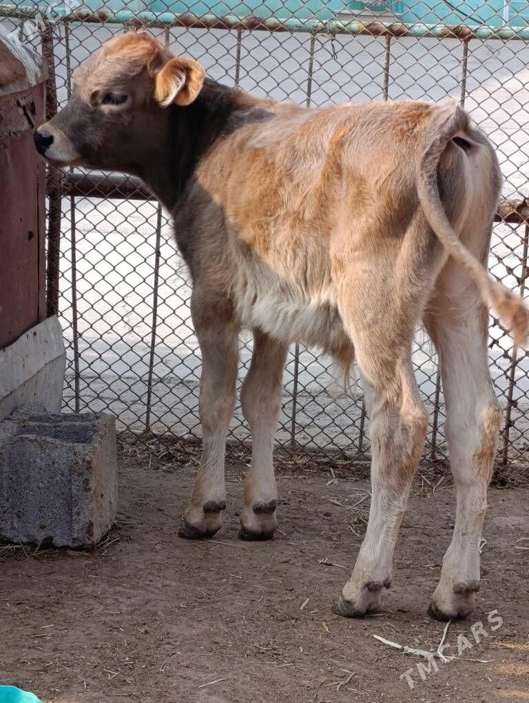 okuzce - Гёкдепе - img 4