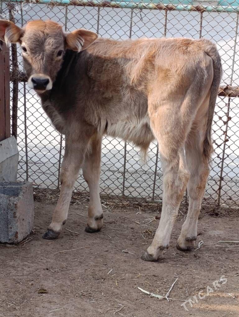 okuzce - Гёкдепе - img 5