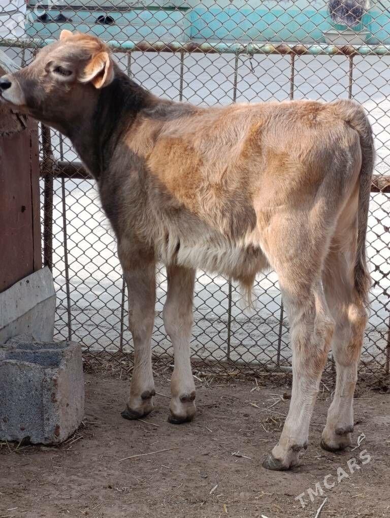 okuzce - Гёкдепе - img 2