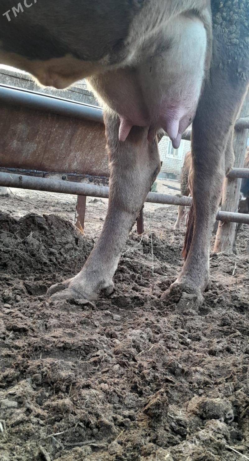 goleli sygyr - Bäherden - img 4