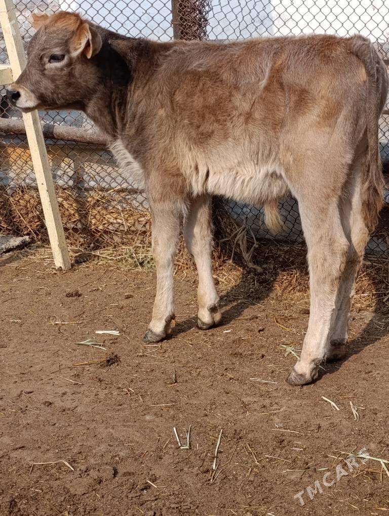 okuzce - Гёкдепе - img 6