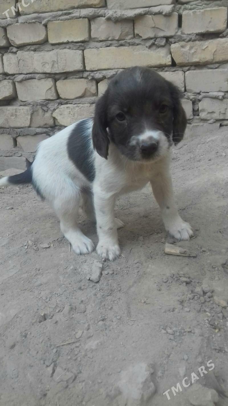 itler - Керки - img 5