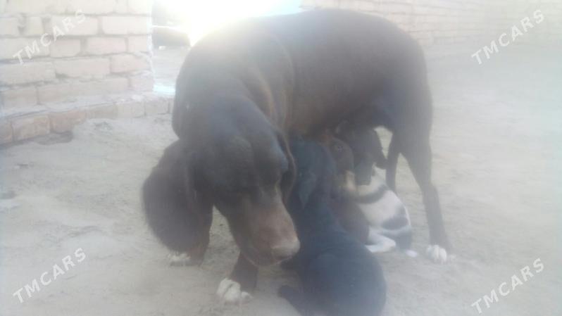 itler - Керки - img 1