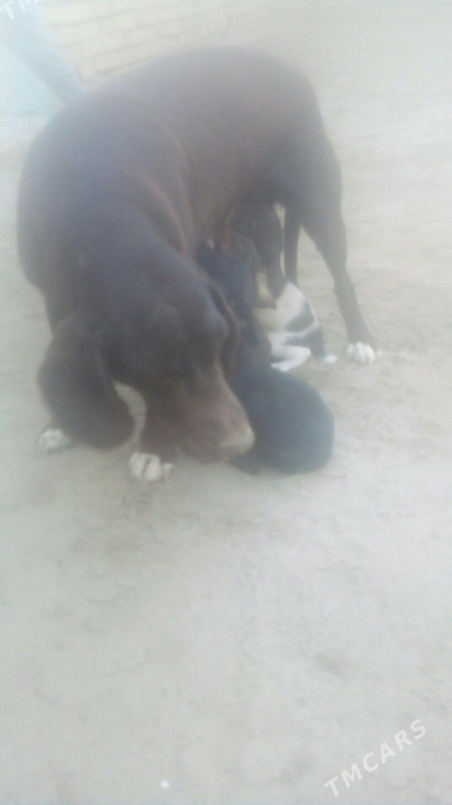 itler - Керки - img 2