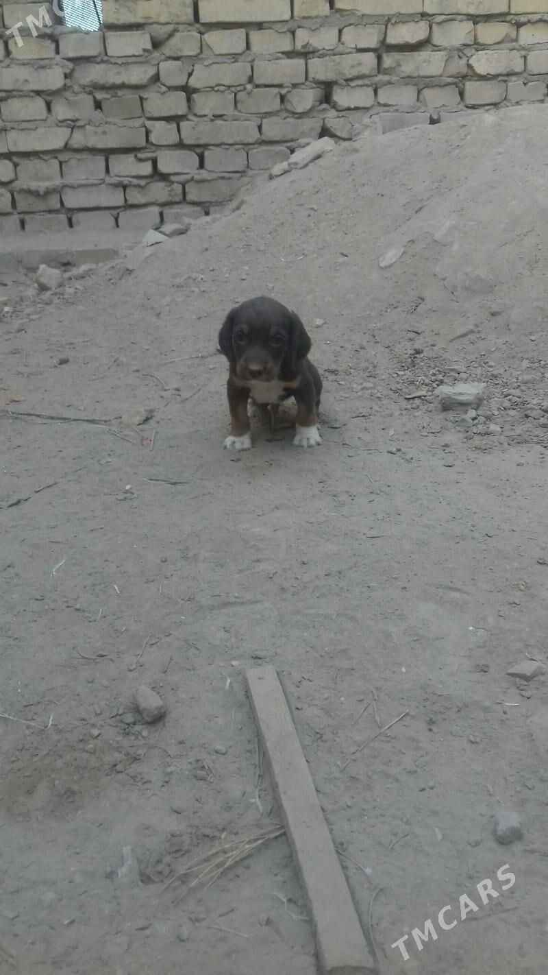 itler - Керки - img 4