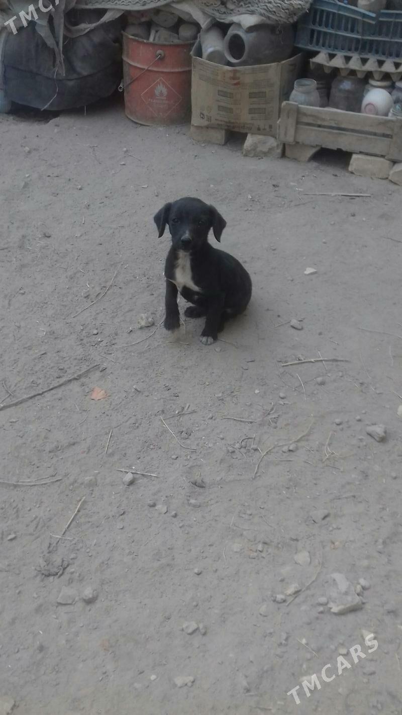 itler - Керки - img 7