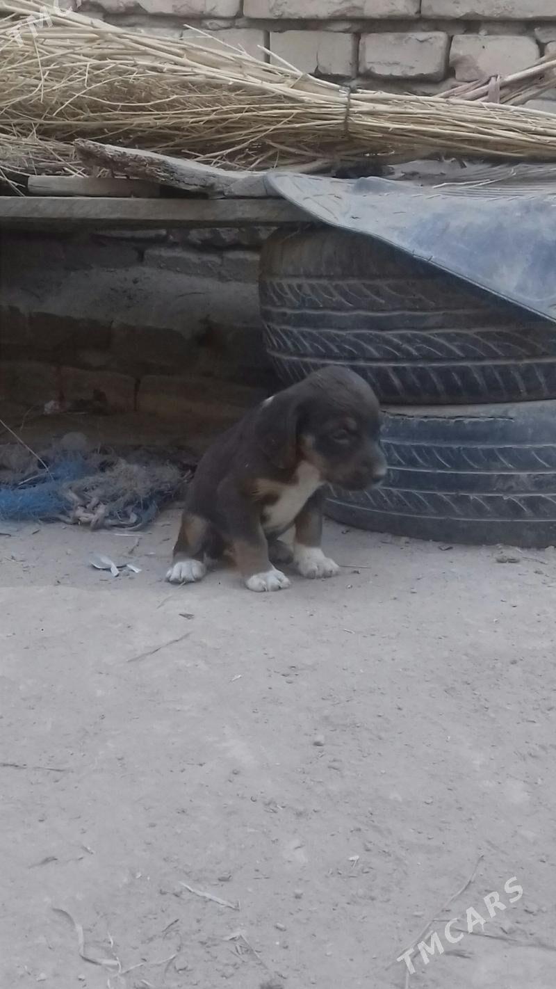 itler - Керки - img 6