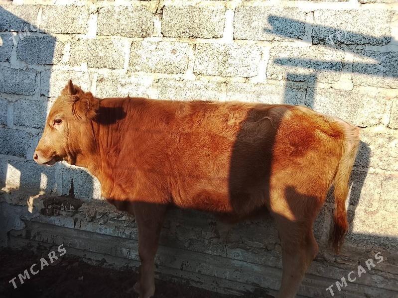 Okuzce - Esenguly - img 2