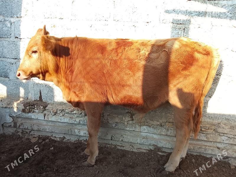 Okuzce - Esenguly - img 1