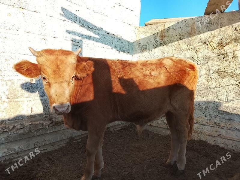 Okuzce - Esenguly - img 3