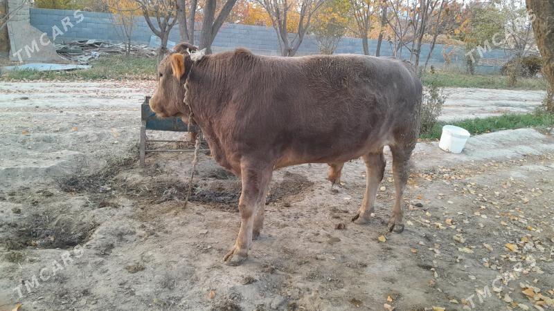 okyz - Бахарден - img 1