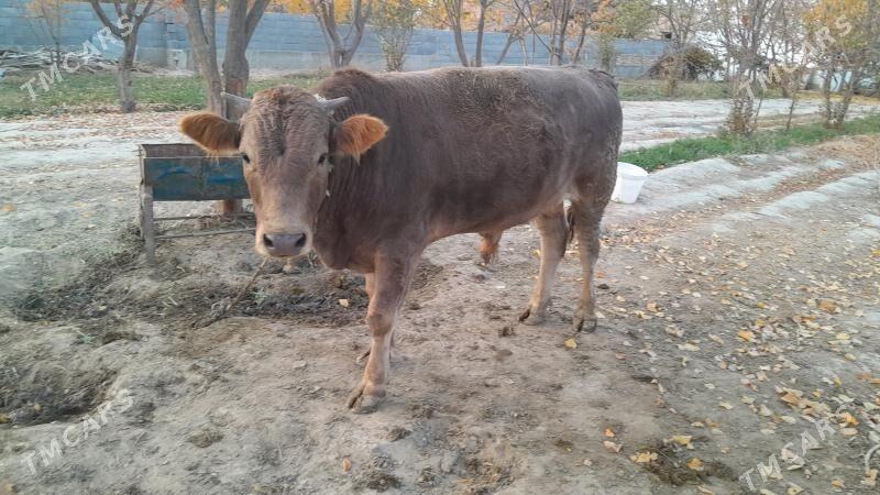 okyz - Бахарден - img 3