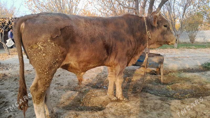 okyz - Бахарден - img 2