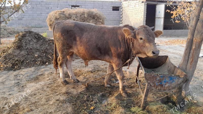 okyz - Бахарден - img 4