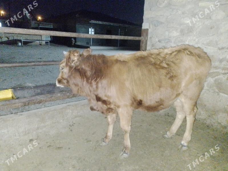 Gaçar - Джебел - img 5