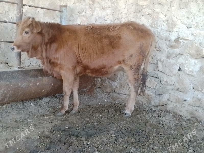 Gaçar - Джебел - img 3