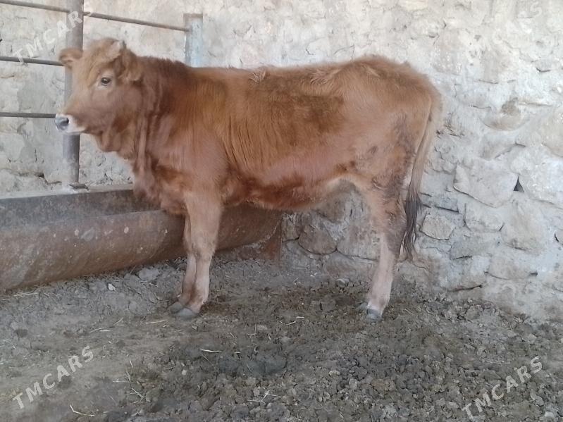 Gaçar - Джебел - img 2