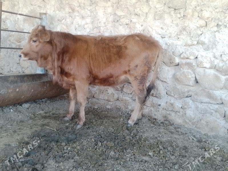 Gaçar - Джебел - img 4