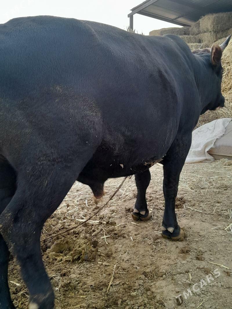 Bakylan Öküzler. - Tejen - img 2