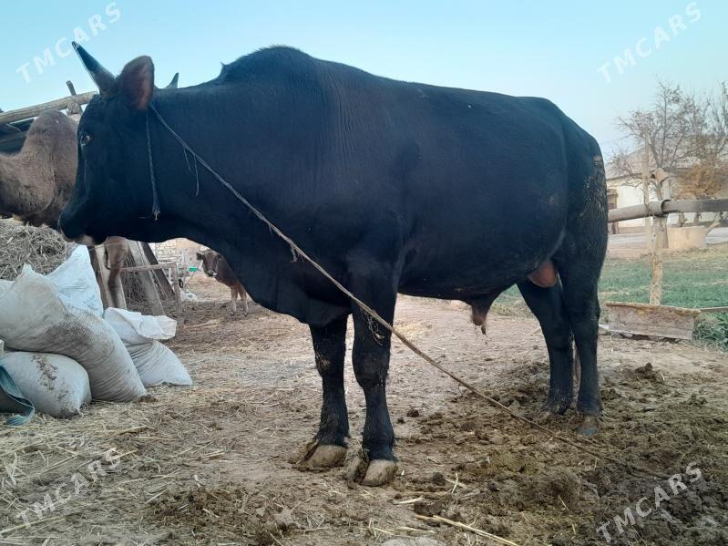 Bakylan Öküzler. - Tejen - img 4