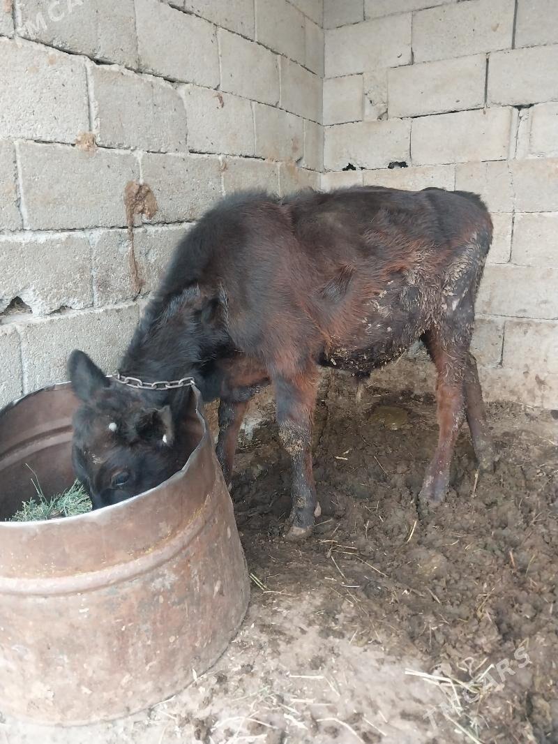 okuzler - Bäherden - img 3