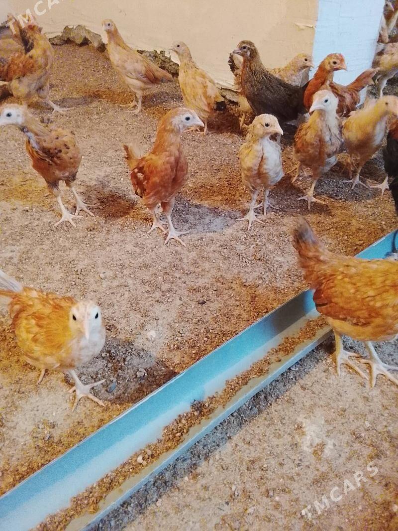 juyje - Гёкдепе - img 3