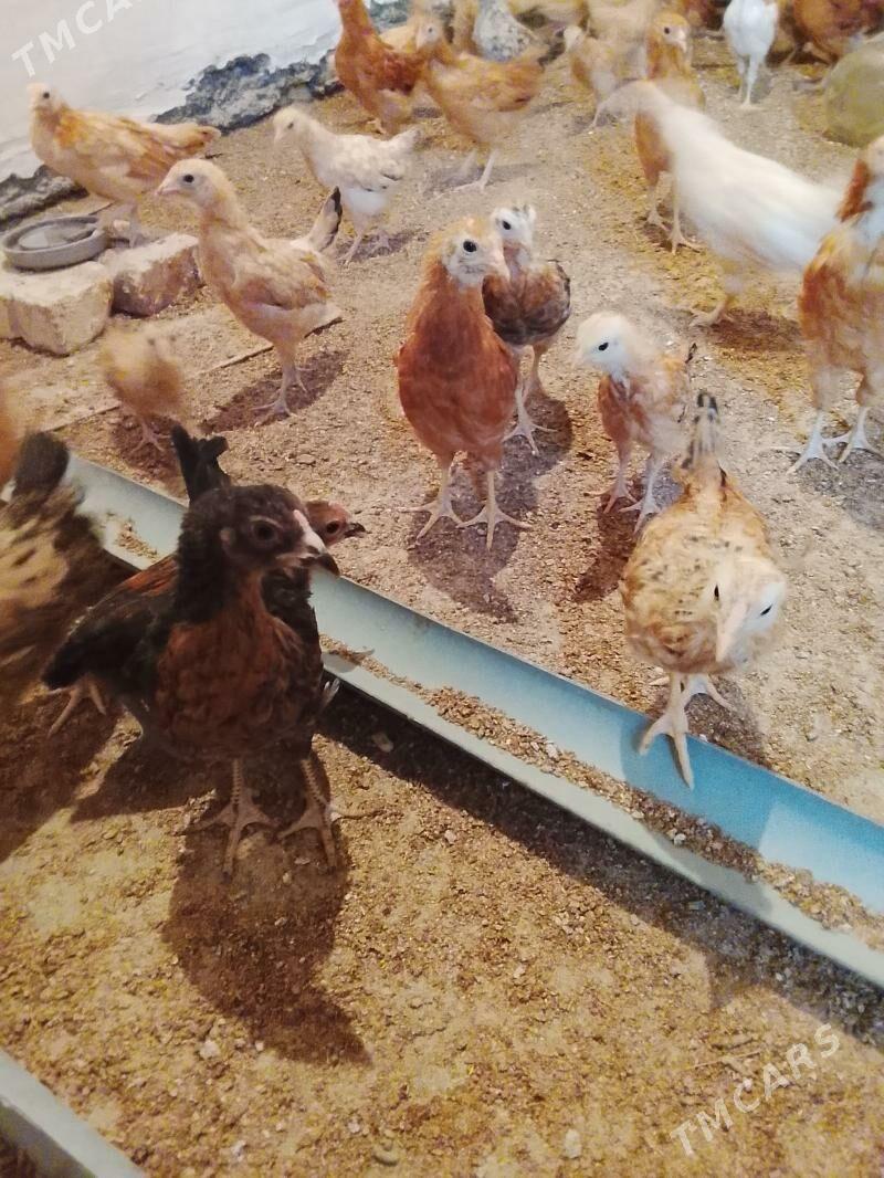 juyje - Гёкдепе - img 2