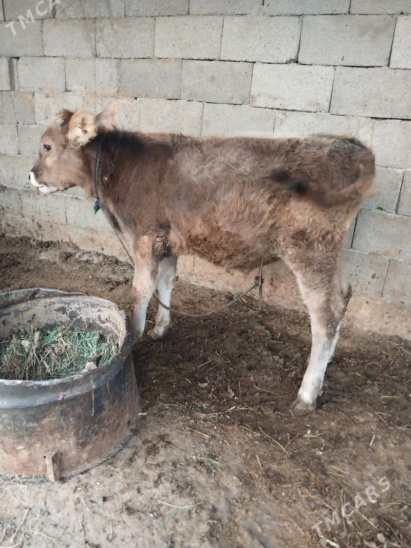 okuzler - Bäherden - img 2