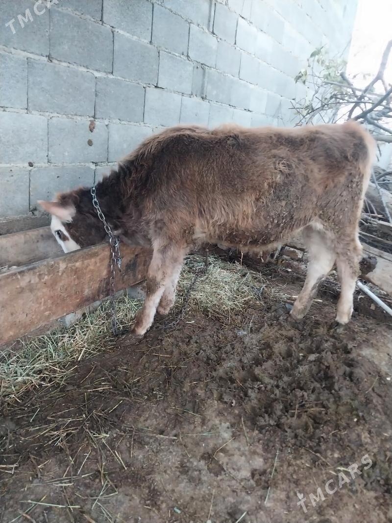 okuzler - Bäherden - img 4