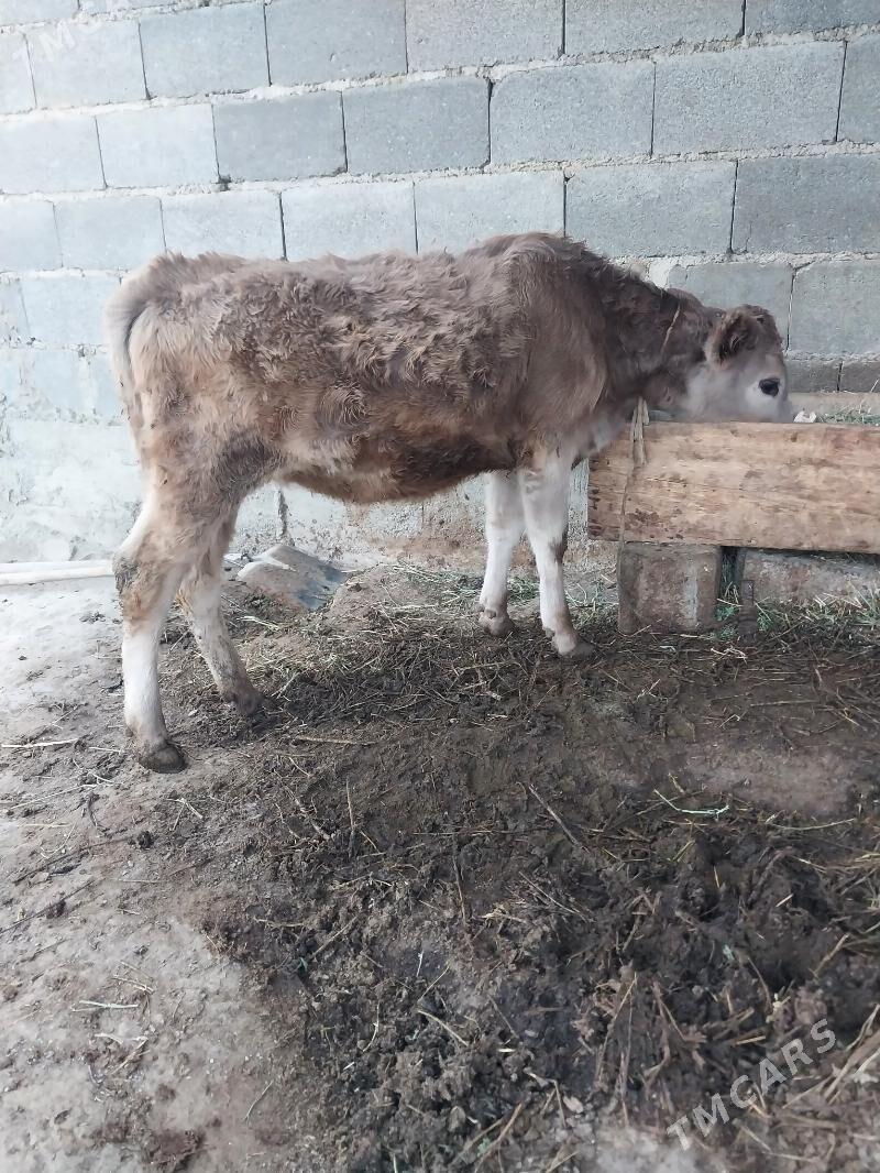 okuzler - Bäherden - img 5