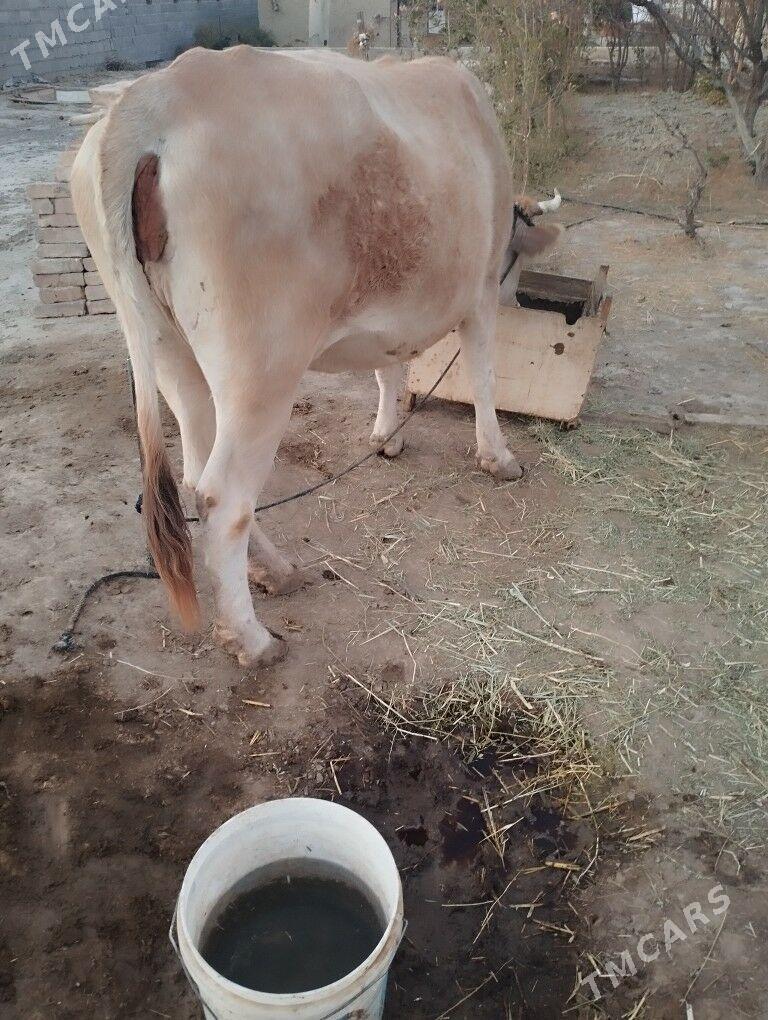 sygyr - Bäherden - img 1