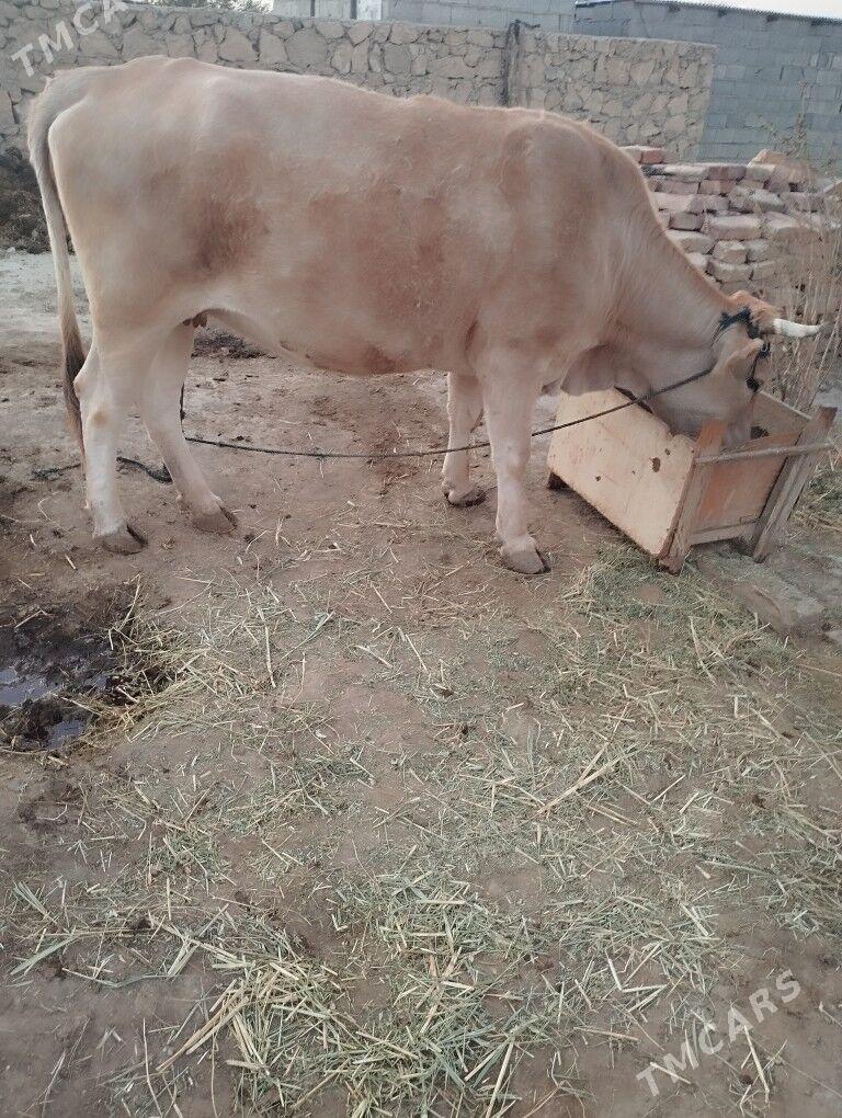 sygyr - Bäherden - img 2