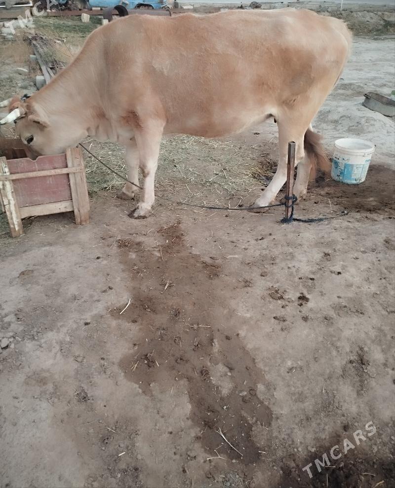 sygyr - Bäherden - img 4