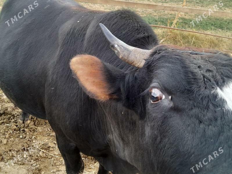 Bakylan Öküzler. - Tejen - img 3