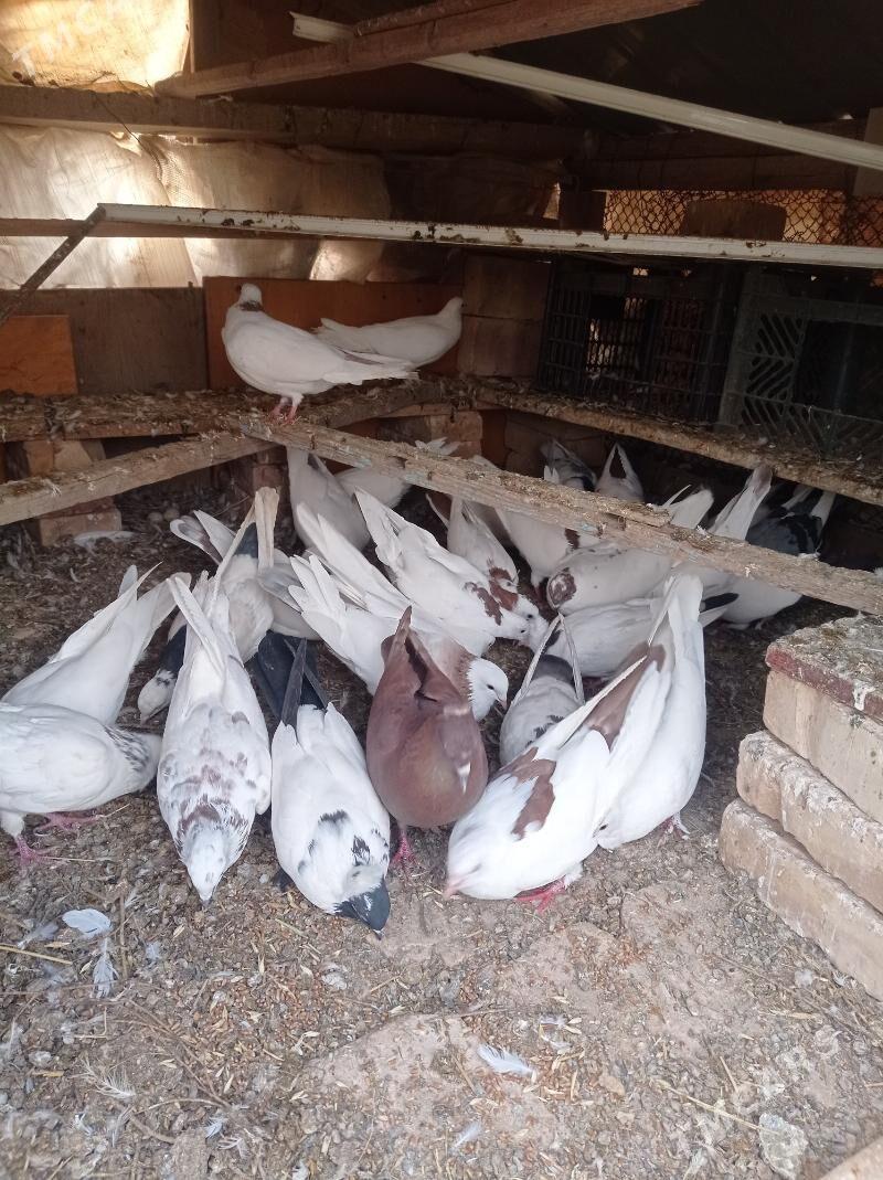 kepderi - Tejen - img 2