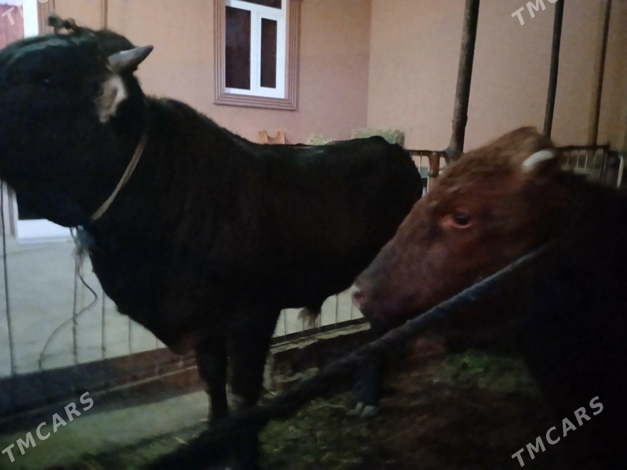 7 sany okuz - Туркменабат - img 2