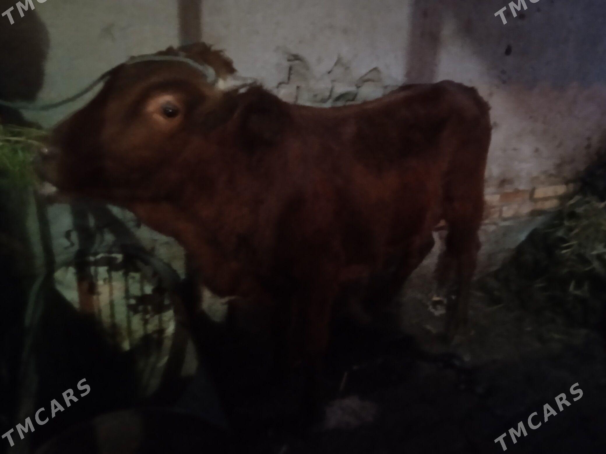 7 sany okuz - Туркменабат - img 3