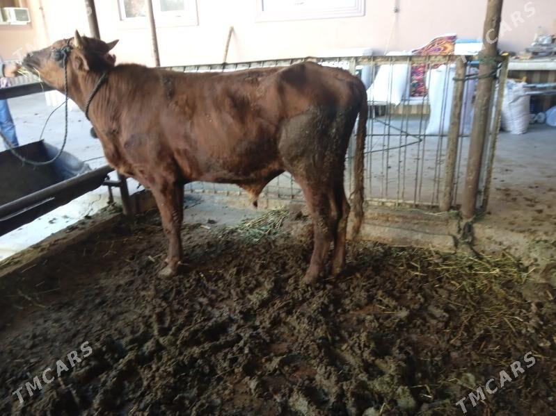 7 sany okuz - Туркменабат - img 5