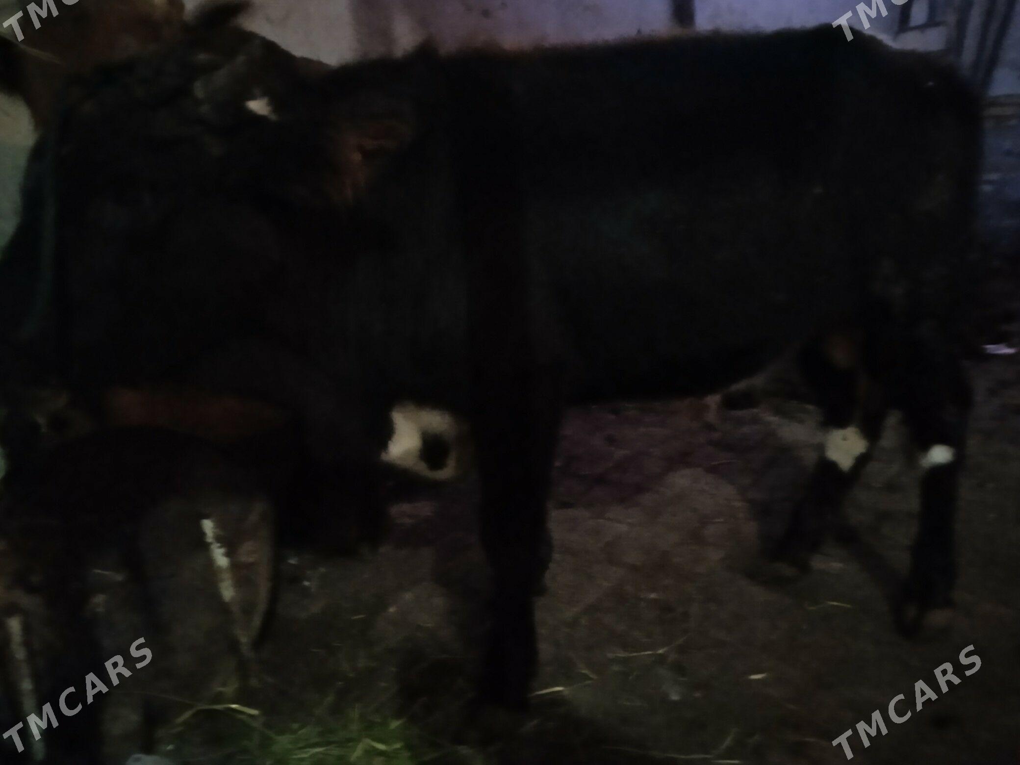 7 sany okuz - Туркменабат - img 4